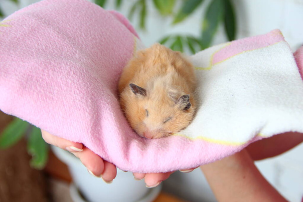 Śmieszny chomik z dużymi policzkami śpi w różowym ręczniku w kobiecych rękach - Zdjęcie, obraz