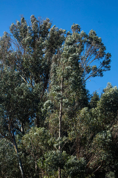 Peru And Dağları 'ndaki okaliptüs ağacının resmi. Peru 'nun And Dağları' ndaki Okaliptüs Ormanı. - Fotoğraf, Görsel