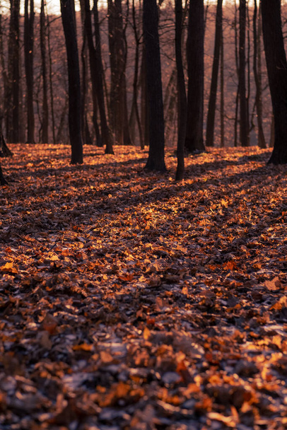 Fantasy autumn in the forest - Φωτογραφία, εικόνα