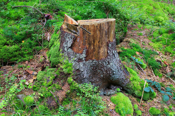 mukava puinen kanto keskuudessa vihreä sammalta metsässä - Valokuva, kuva