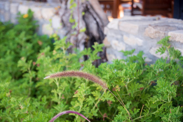 Rotes Quasten-Schilf. Purple Fountain Gras. Pennisetum Setaceum. Selektiver Fokus. - Foto, Bild