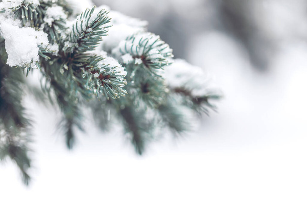 closeup of snowed fir branches with light copy space - Fotografie, Obrázek