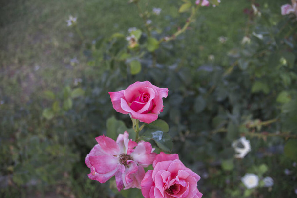 fresh Pink roses in spring. flower of love and innocence. Selective Focus bloom - Photo, Image