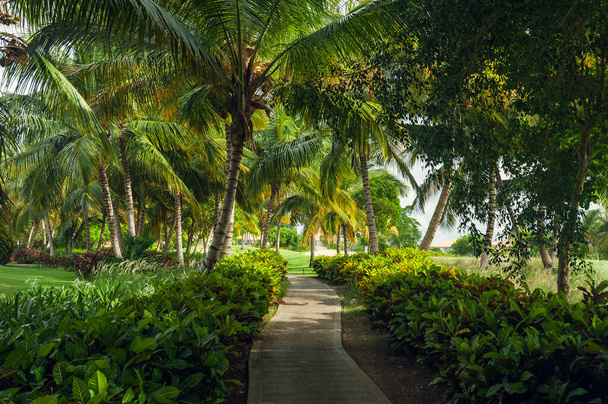 Exotic Palms Beach Resort Grounds. Beautiful Palm tree in tropical garden. - Fotografie, Obrázek