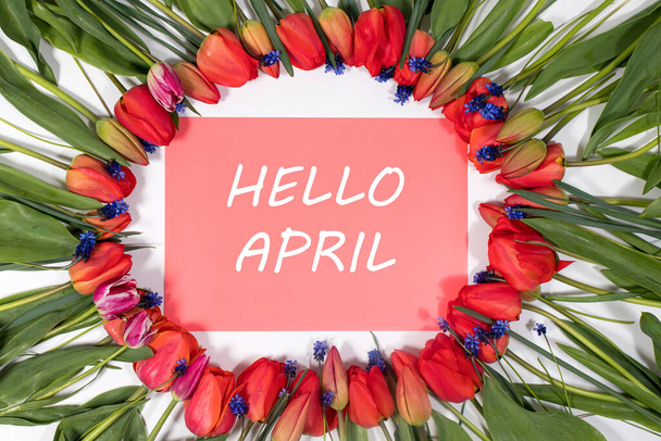 Flower frame of tulips with the inscription on red Hello April - Photo, Image