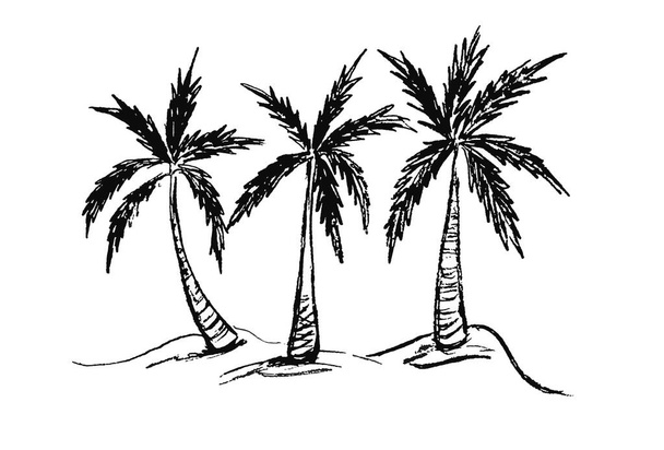 Three palm trees in black on a white background - Photo, Image