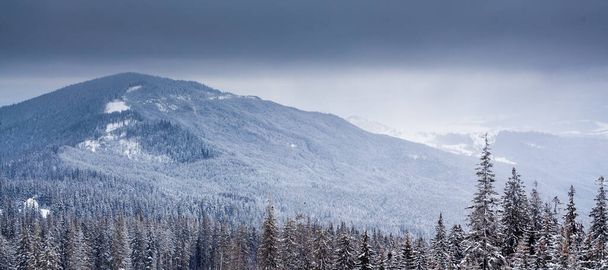 Kış orman bulutlar manzara havadan görünümü ağaçlar seyahat sakin manzara arka plan - Fotoğraf, Görsel