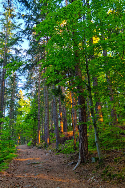 Gyönyörű zöld erdő egy ösvény sétálni a friss levegőn - Fotó, kép