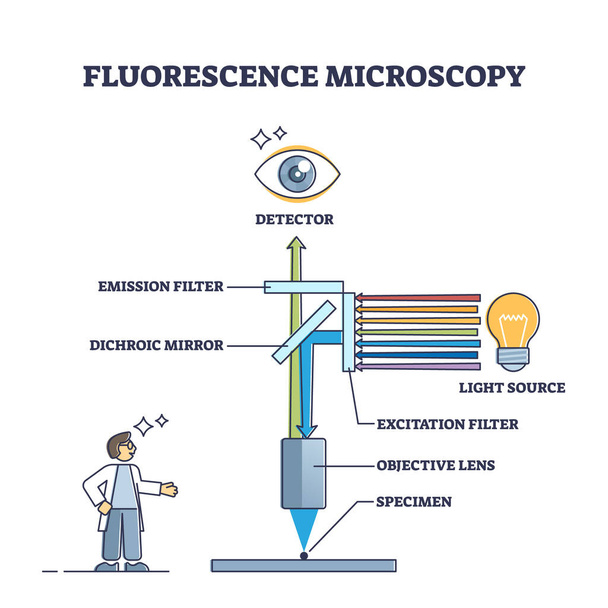 Fluorescence microscopy instrument principle and structure outline diagram - ベクター画像
