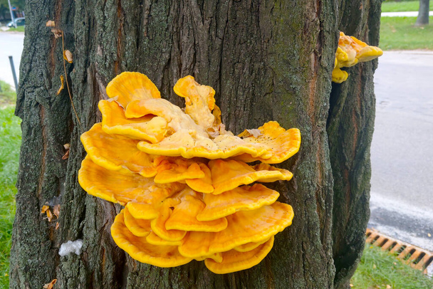 Large yellow mushrooms grow on the trunk of the tree - Photo, Image