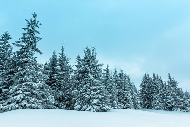 Winter weather with snowdrifts and fog in the mountain spruce forest. Trees curved under the weight of snow - Photo, Image