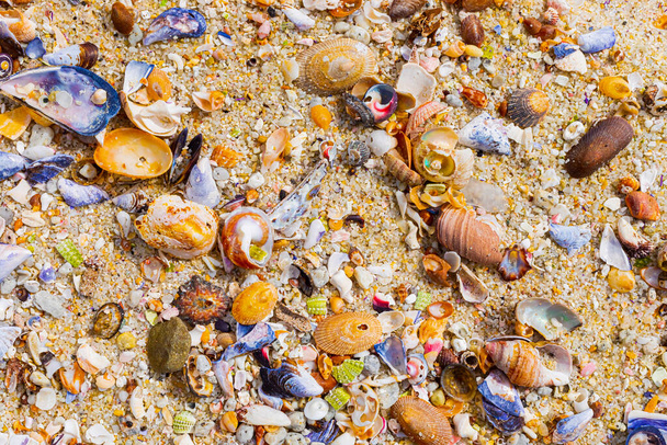 Overhead view of washed up and broken sea shells on sandy beach in Cape Town - Fotografie, Obrázek