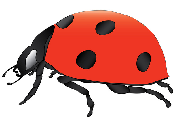 Ladybird vector illustration - Вектор,изображение