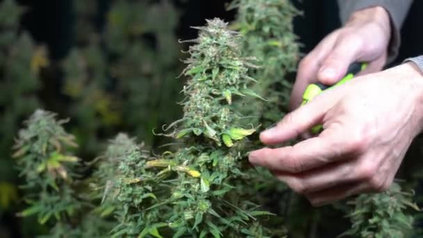Pěstování marihuany droga rostlina konopí doma v interiéru - ruce a nůžky řezané listí před plevele rostlinné potíže - Záběry, video