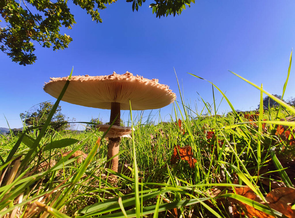 Lepiota procera in a niitty, Nava, Asturias, Espanja - Valokuva, kuva