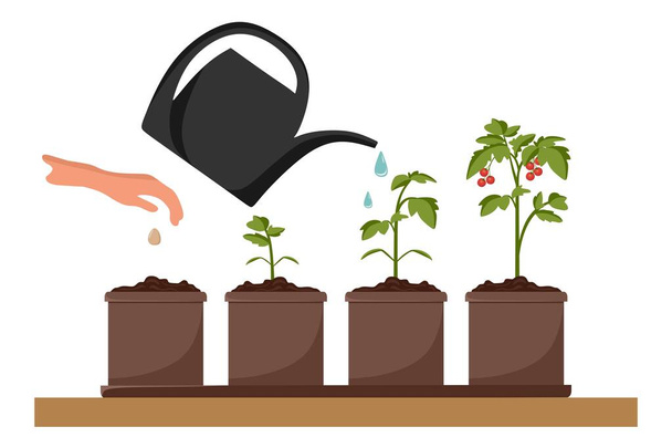 Stages of tomato growth. Cultivation of garden plants. Plant care. Vector illustration in a flat style. - Vector, Image