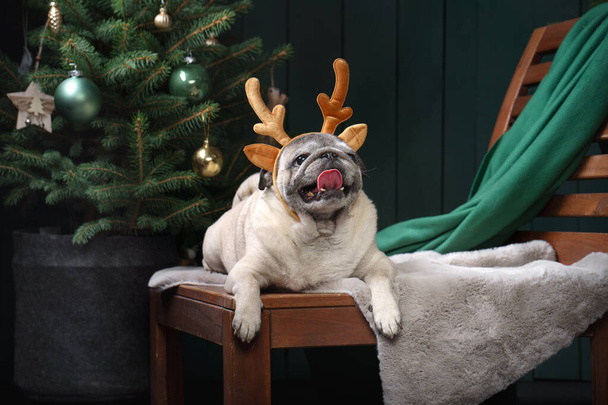 Hund in Weihnachtshörnern. Neujahrsstimmung. Mops im Urlaubsinterieur zu Hause - Foto, Bild