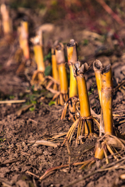 Cut corn stalks on a corn field in South Hesse, Germany - Photo, Image