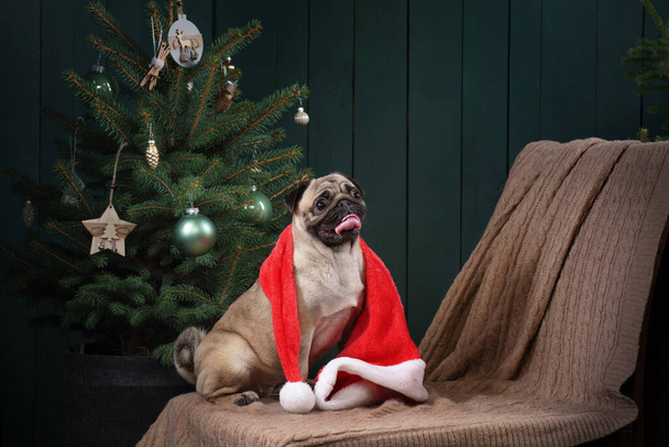 dog near Christmas tree. Pug in the new year interior. Holiday pet - 写真・画像