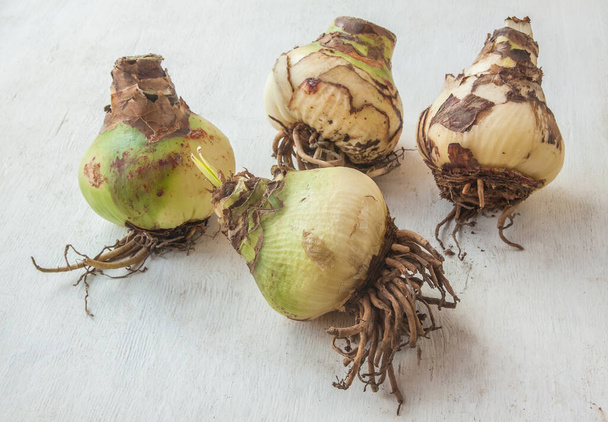 Четыре большие луковицы бегемота (амариллис) на столе - Фото, изображение