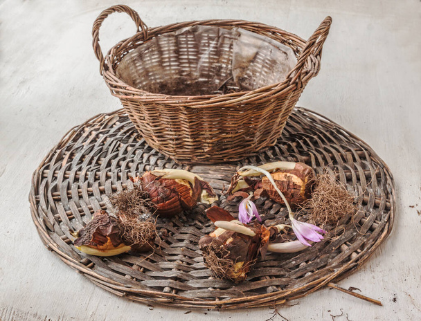 Colchicum o bulbos de cocodrilo de otoño antes de plantar en una cacerola - Foto, imagen