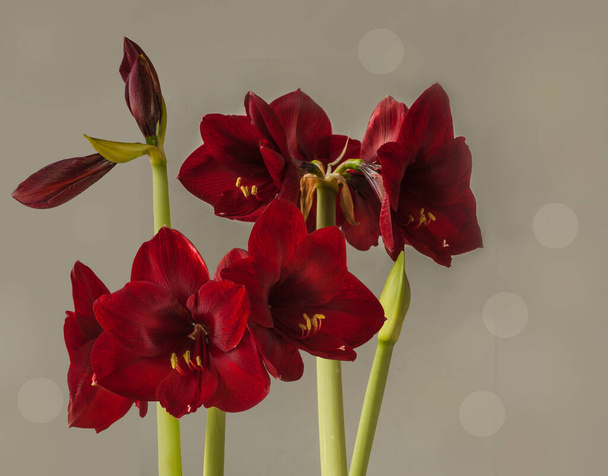 Floração vermelho escuro Hippeastrum (amaryllis) Galaxy Grp "Carmen" ou sobre um fundo cinza. - Foto, Imagem