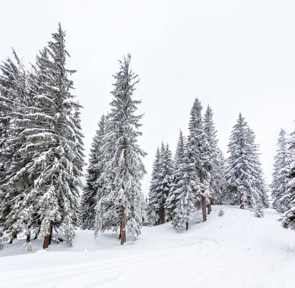 Bevroren besneeuwde dennenbos na sneeuwval en grijze lucht in de waas op winterdag. Karpaten, Oekraïne - Foto, afbeelding