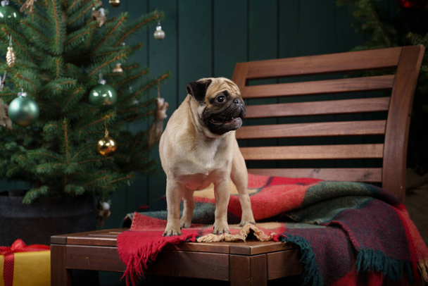 dog near Christmas tree. Pug in the new year interior. Holiday pet - 写真・画像