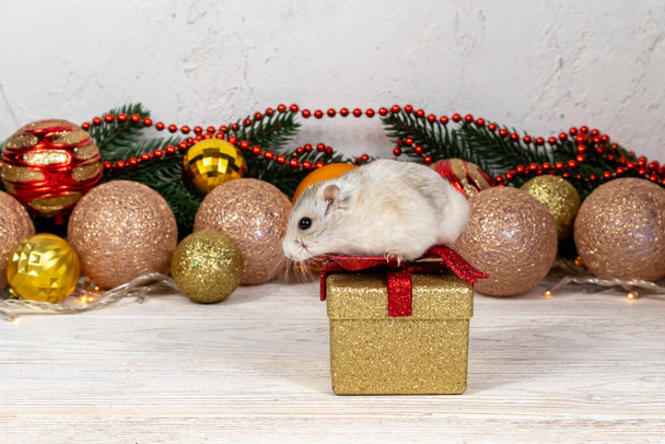 Light brown Dzungarian hamster on a gold gift box. Christmas card with gold and red balls, garland on a blurred background. - Фото, зображення