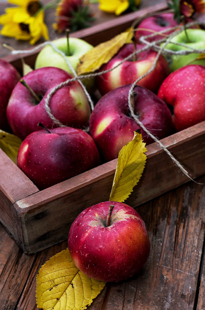 Freshly harvested apples - Fotoğraf, Görsel