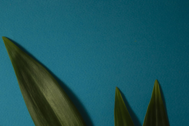 Textura abstracta de la hoja verde sobre una hoja de papel azul, fondo natural, hoja tropical. Concepto de verano mínimo. Piso creativo con espacio de copia. Vista superior. - Foto, Imagen