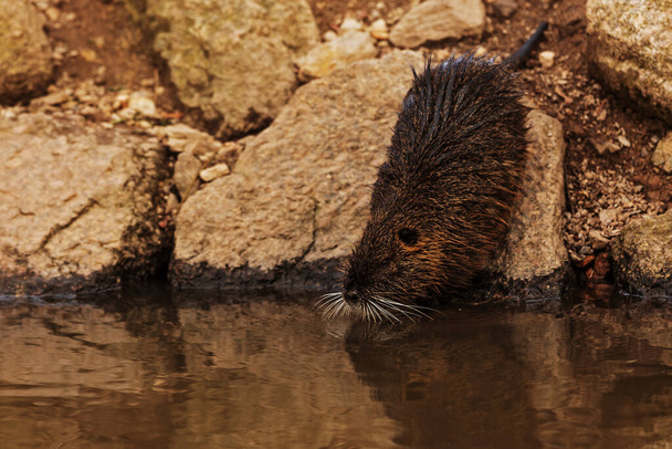 jeune rat musqué (Ondatra zibethicus) veut se cacher dans l'eau rapidement - Photo, image