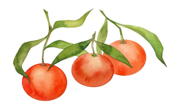 Tangerines. Hand painted watercolor orange tangerines. Citrus painting. Christmas - Фото, изображение
