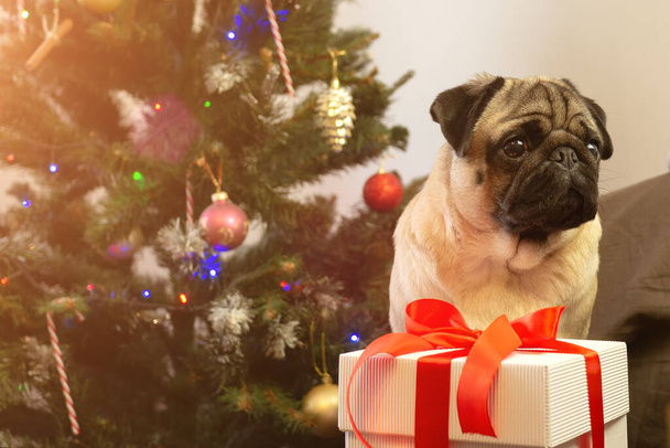 Christmas pug dog is sitting near christmas tree and waiting for the holiday at home. Merry Christmas and Happy New Year. card with copy space. - Фото, зображення