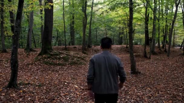 Chodząc wśród drzew, człowiek chodzi wśród drzew w lesie jesienią - Materiał filmowy, wideo