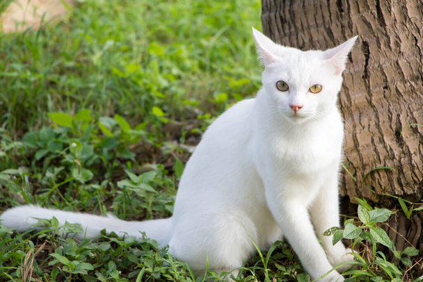 white cute cat sitting under the coconut tree and looking at camera - Foto, imagen