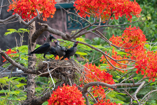 Mother House crow (Corvus splendens) bird feeding baby and juvenile birds in the nest. Known as the Indian, greynecked, Ceylon or Colombo crow is a common bird of the crow family. Asian origin bird. - Photo, Image