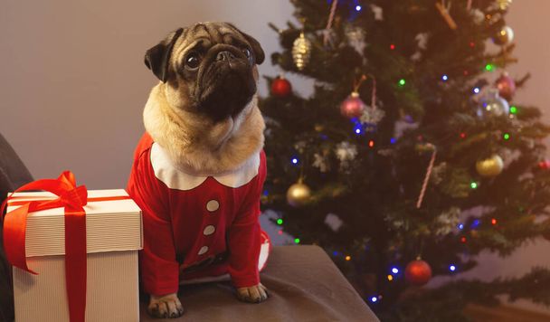 Christmas card funny pet. Cute pug dog sitting with gift on Christmas tree background. Merry Christmas and Happy New Year. - Foto, afbeelding