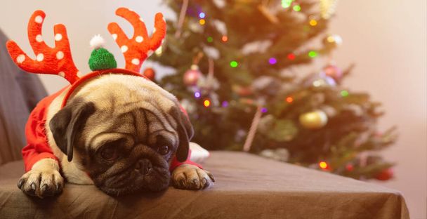 Sad christmas pug dog lying in deer antlers hat and waiting for the holiday at home. Merry Christmas and Happy New Year. card with copy space. - Foto, Imagem