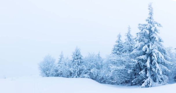 Winter trees in mountains covered with fresh snow - Foto, immagini