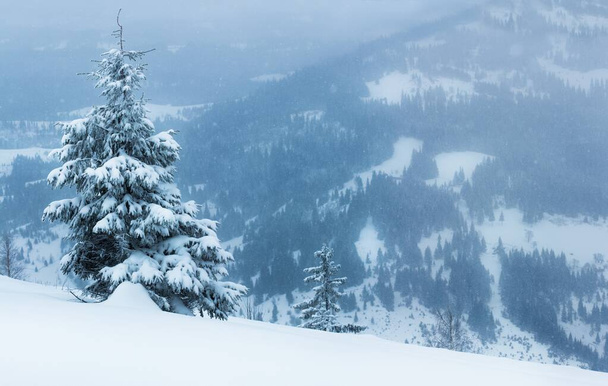 El brillante y nebuloso resplandor de un sol de invierno irrumpe en las nubes de nieve sobre un par de pinos cubiertos de nieve en la nieve en polvo profundo en la cima de una montaña.. - Foto, imagen