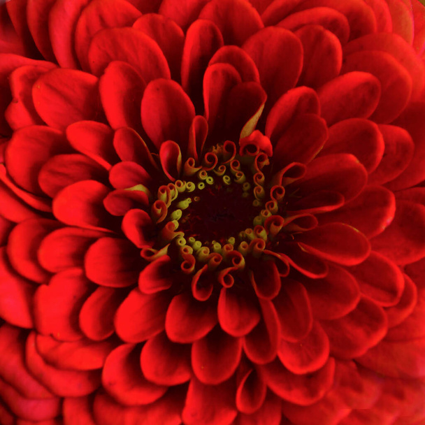 Cabeza de una gran flor roja de cerca - Foto, Imagen