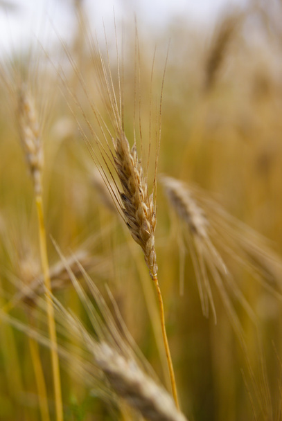 rijp maïs in veld - Foto, afbeelding