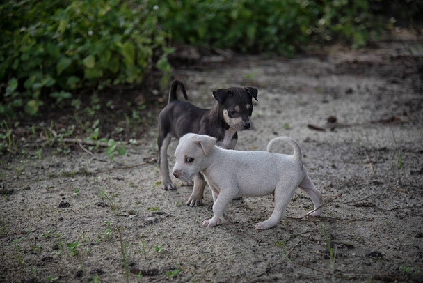 wild cutie puppy in the plantation. - Photo, Image