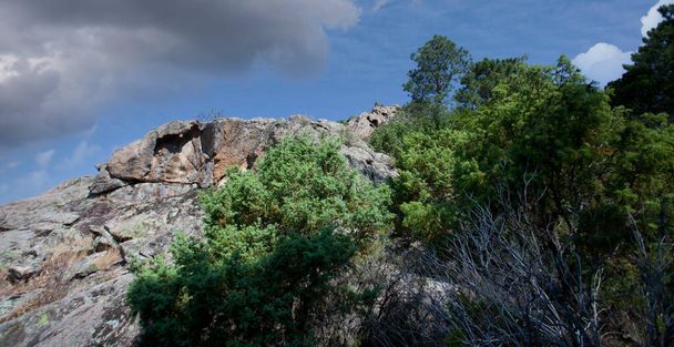 Foresta di Bonifato vicino a Calvi Corsica nella regione della Balagna  - Foto, immagini