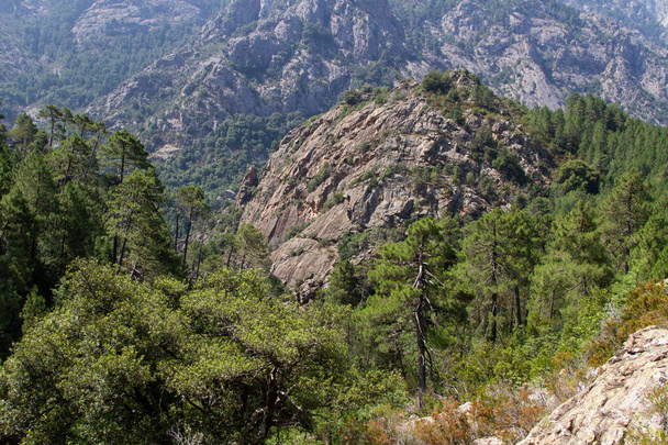 Bonifato forest near Calvi Corsica in the Balagne region  - Foto, Imagem