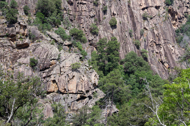 Bonifato forest near Calvi Corsica in the Balagne region  - Фото, зображення