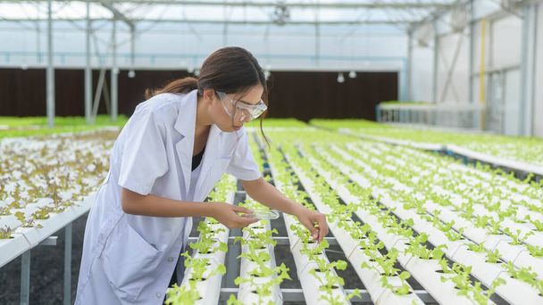 Scientist working in hydroponic greenhouse farm, clean food and food science concept - Foto, immagini
