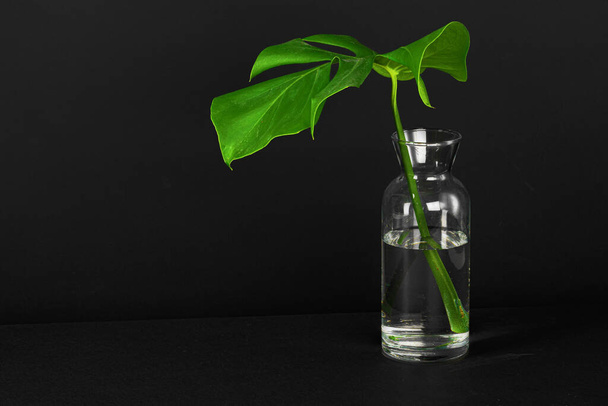 Freshly cut monstera leaf against black background - Fotó, kép