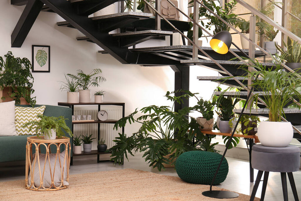 Stylish living room interior with comfortable sofa and green plants - Foto, immagini